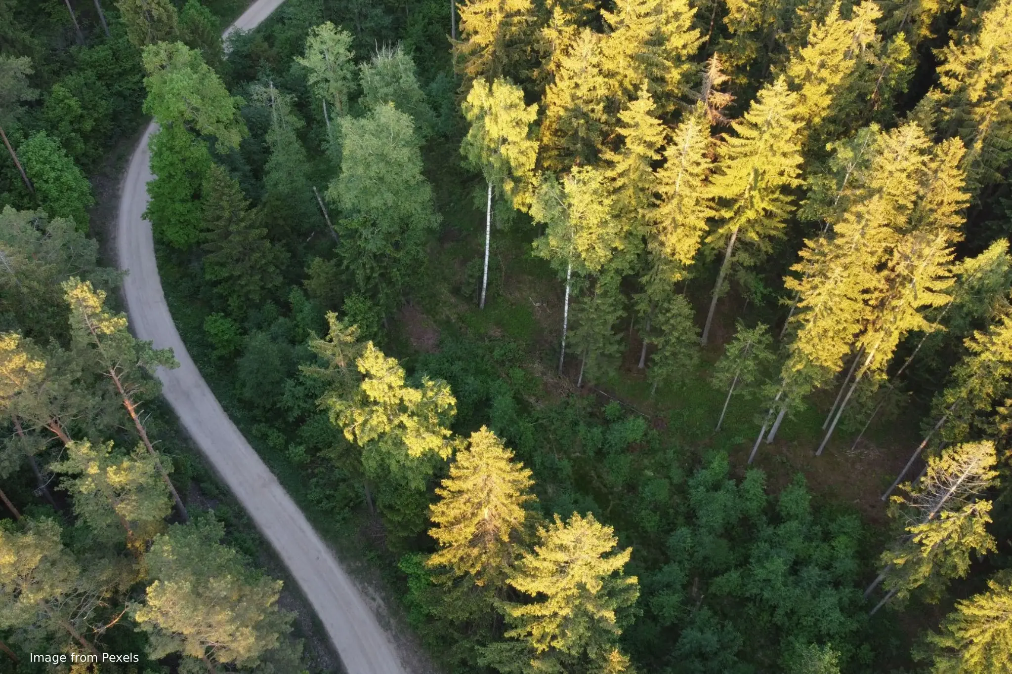 Investing in forests isn't buying trees